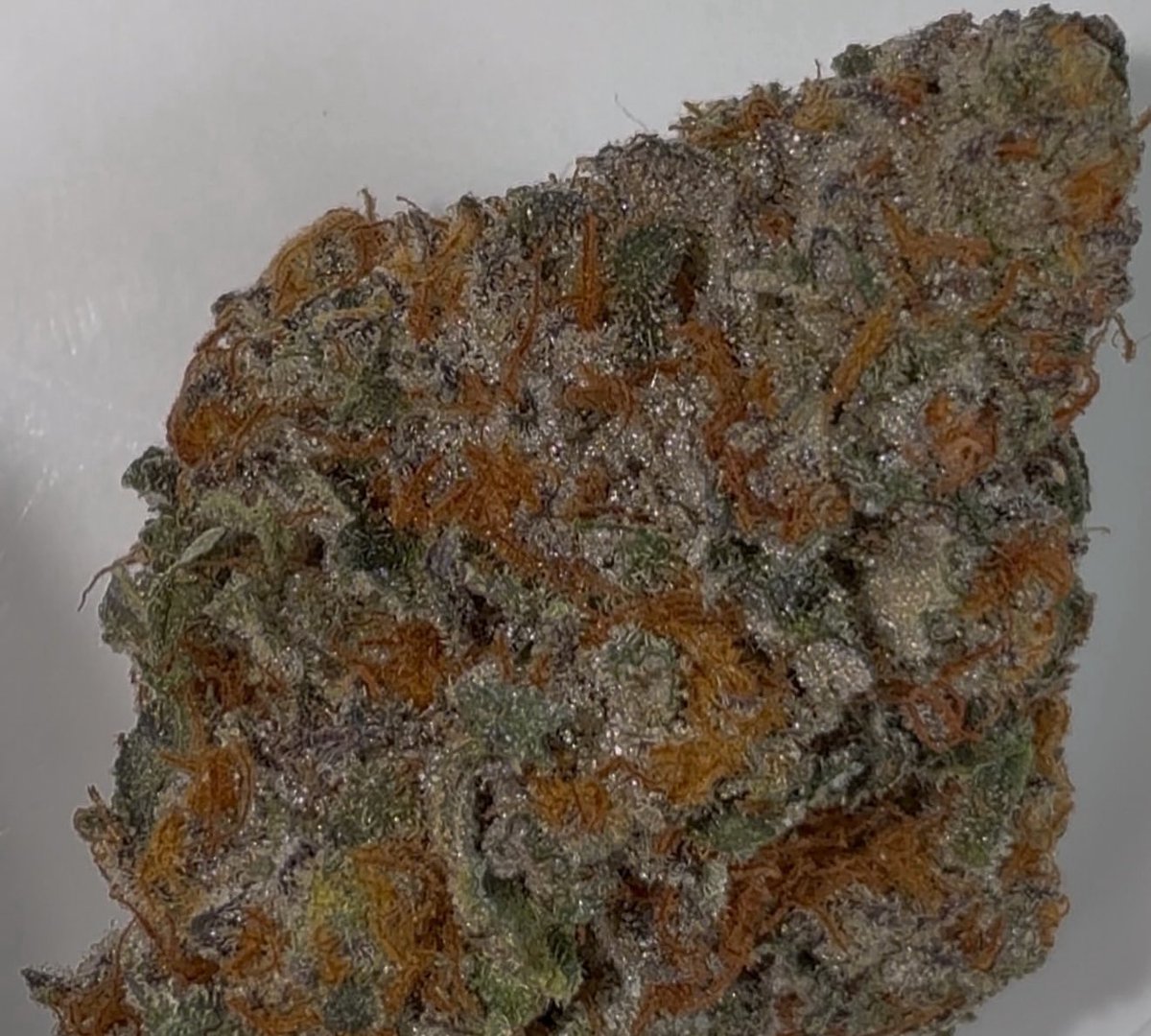 Now live! East Coast Sweet Heart

7D # 8 my “sour cherries” cut (East coast sour diesel x east coast grateful  breath X cherry pie kush ) bred by therealgagegreengroup 
X
heartbreaker Hawiian male “kono”
(High School Sweetheart Laker Cut x OZ Kush))( bred by  sunkentreasureseeds)