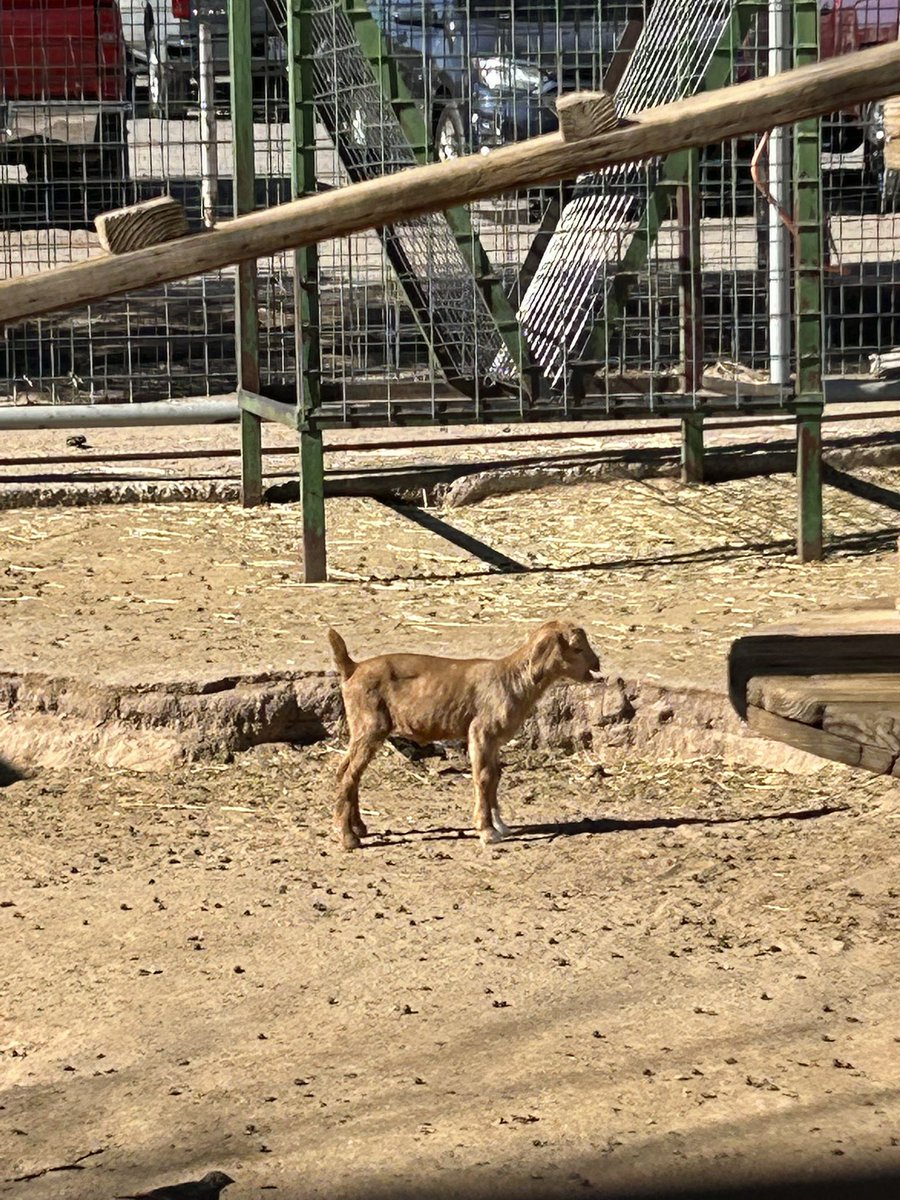 MsMontanoMusic's tweet image. Last day of Spring Break for my nephew and we went out to Licon Dairy to enjoy the nice day. Loved getting to be with all the animals. Baby goats are my favorite 😍 #BackToNormal #LiconDairy