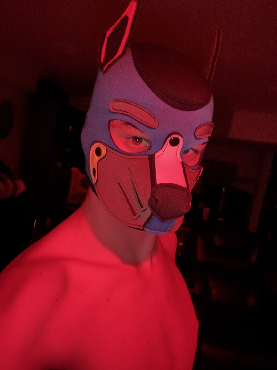 pupper_dash's tweet image. Feeling red tonight🔴