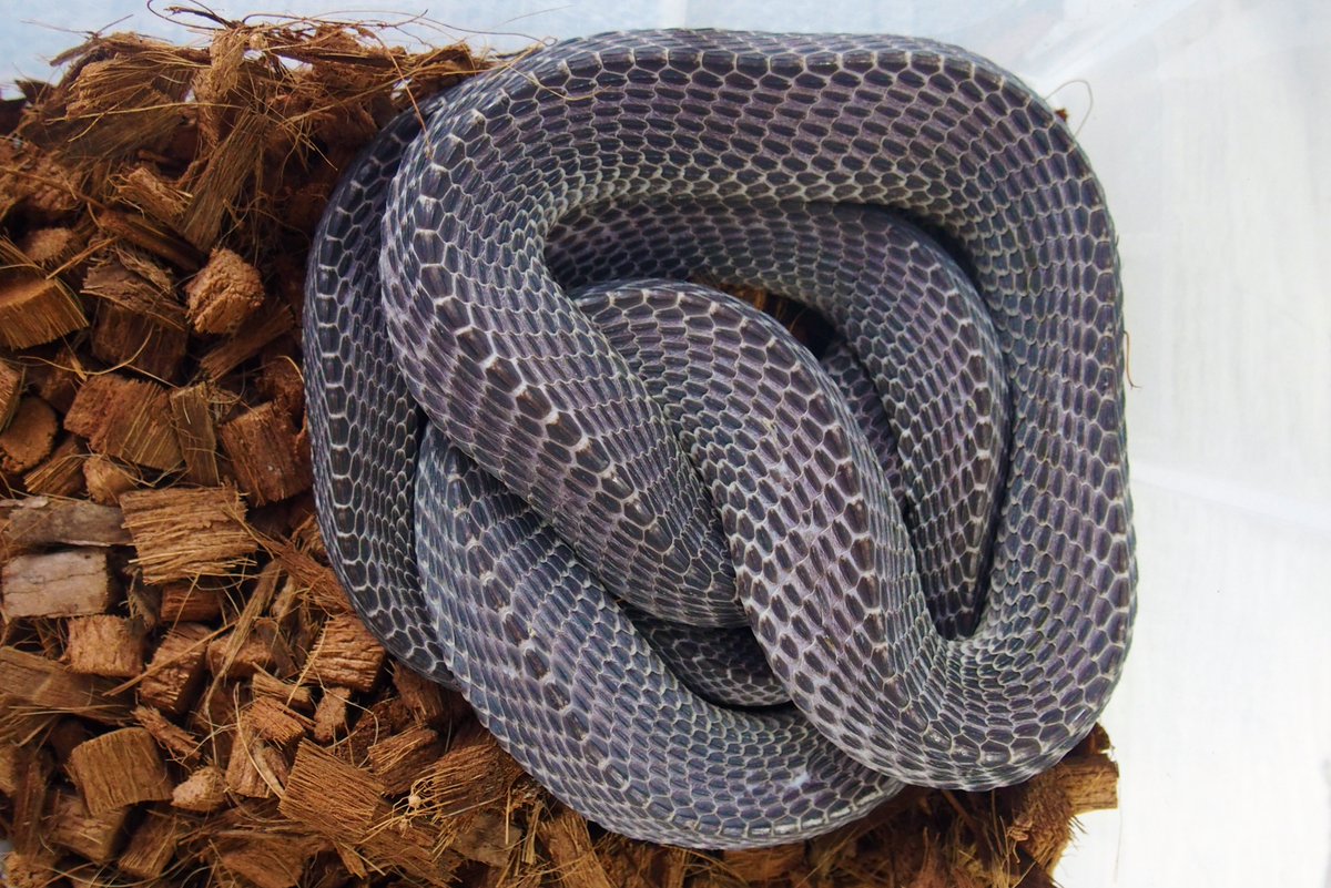 Olympian_Snakes's tweet photo. Morning check. ✅✅✅
#BrazilianRainbowBoa 🫣
#AfricanFileSnake 😴
#BallPython 🤨 https://t.co/T6sVbkoFXD