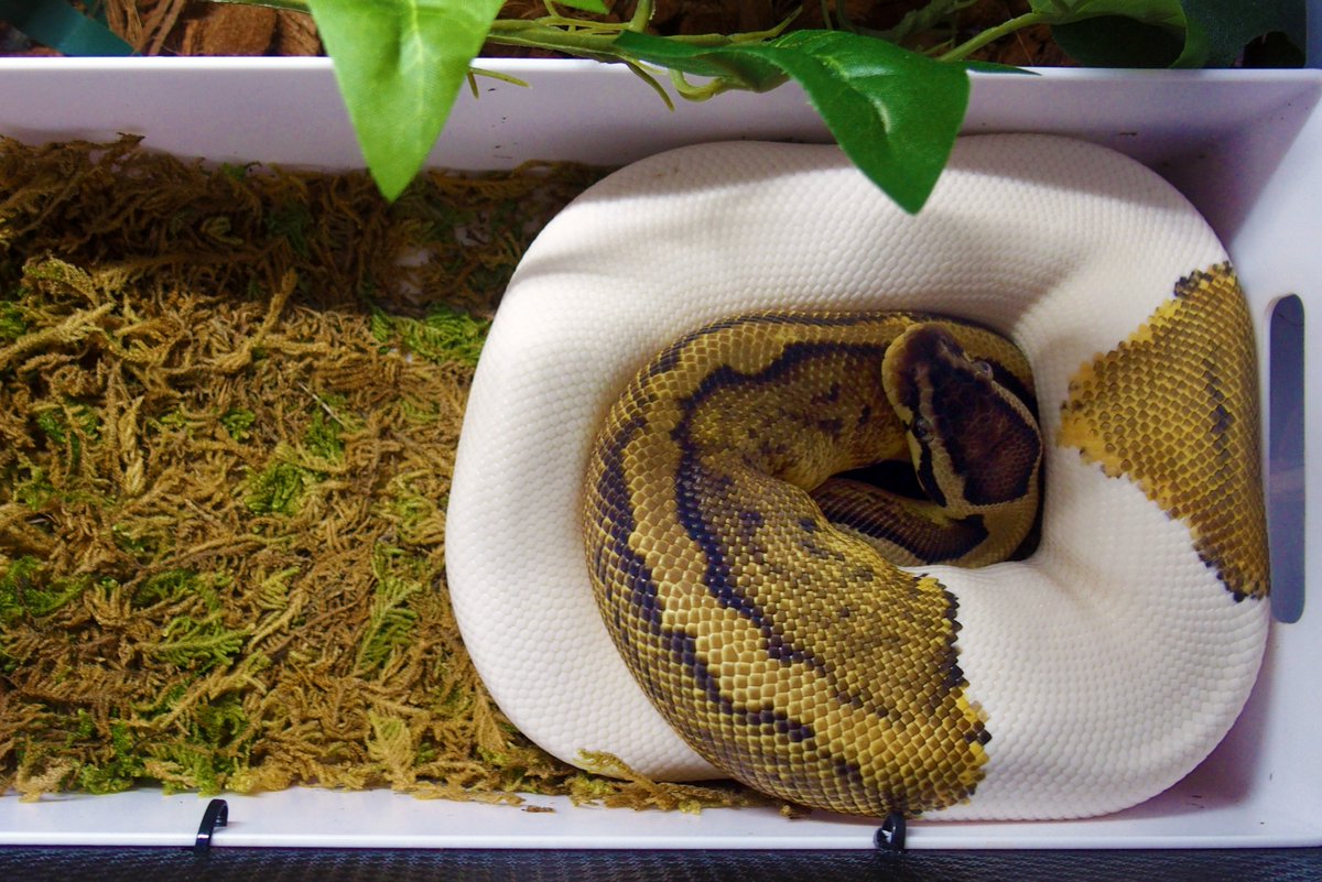 Olympian_Snakes's tweet photo. Morning check. ✅✅✅
#BrazilianRainbowBoa 🫣
#AfricanFileSnake 😴
#BallPython 🤨 https://t.co/T6sVbkoFXD