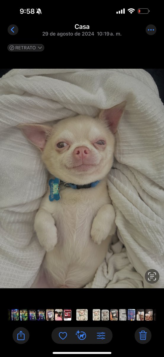 ariadnaperkins's tweet image. Perdí a mi bebe. 🚨 
📍 cayey (alturas del plata/montesol)
Por favor share.