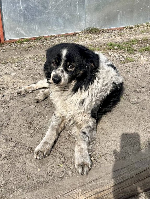 natemook's tweet photo. When we see these eyes, we have no choice but to help. #DogsOfUkraine 🇺🇦 https://t.co/6KUrMnvvxW