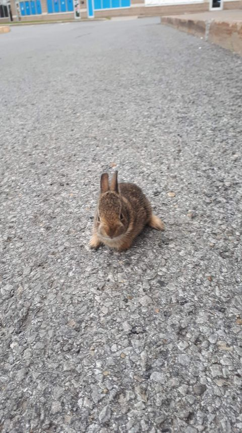 RockyDwarfBunny's tweet image. what is this thing