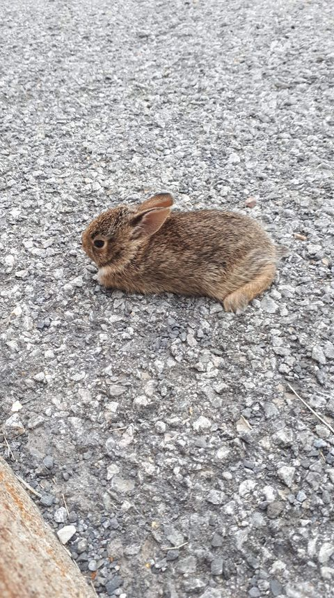 RockyDwarfBunny's tweet image. what is this thing