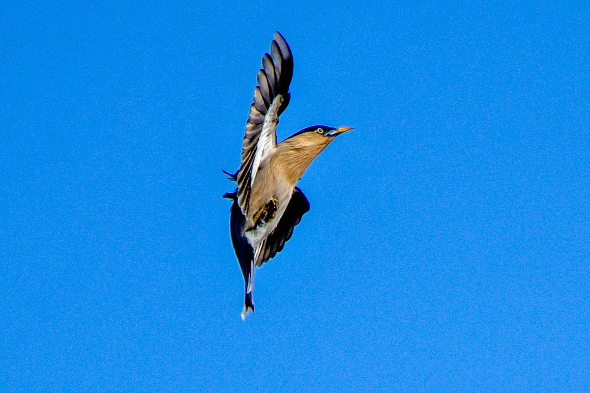 csdhara's tweet image. A starling caught mid jump #indiaves #bbcpotd