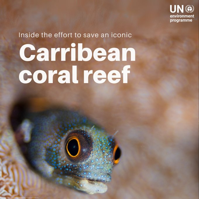 UN Biodiversity (@unbiodiversity) on Twitter photo The Mesoamerican Reef, home to 60 coral species, is under threat from pollution & climate change.
Discover how initiatives supported by UNEP & <a href="/GlobalFundCoral/">Global Fund for Coral Reefs</a> protect this crucial ecosystem. Let’s #SaveOurOcean.
🔗unep.org/news-and-stori…
via <a href="/UNEP/">UN Environment Programme</a> The Mesoamerican Reef, home to 60 coral species, is under threat from pollution & climate change.
Discover how initiatives supported by UNEP & <a href="/GlobalFundCoral/">Global Fund for Coral Reefs</a> protect this crucial ecosystem. Let’s #SaveOurOcean.
🔗unep.org/news-and-stori…
via <a href="/UNEP/">UN Environment Programme</a>