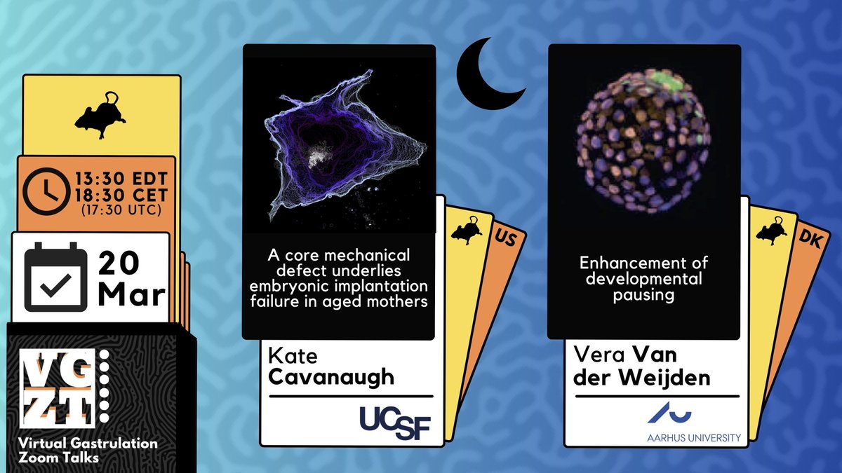 Join us for our (Western) VGZT on Thursday, 20th March 🌙

Our speakers are:
👉 <a href="/cavankatenaugh/">kate cavanaugh</a> 🐁
“A core mechanical defect underlies embryonic implantation failure in aged mothers”

👉Vera Van der Weijden 🐁
“Enhancement of developmental pausing”