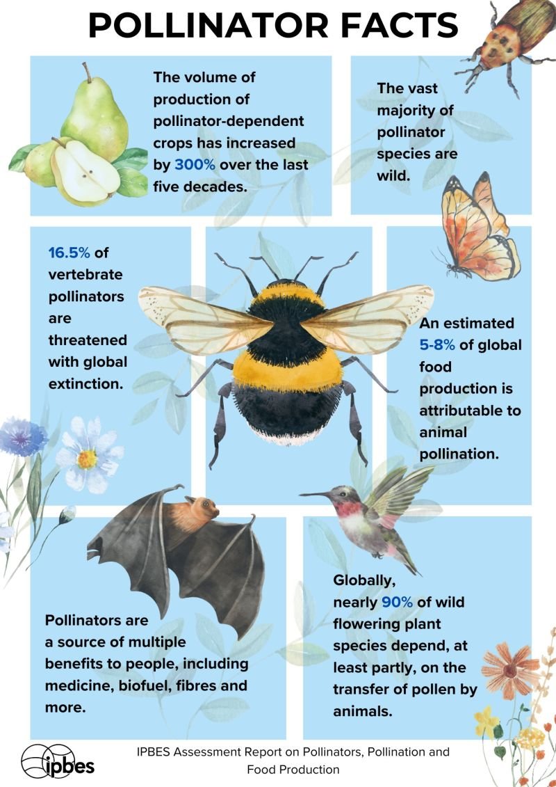 🐝#Pollinators are responsible for much more than food-crops. From biofuels to medicines, we rely on pollinators in much of our daily lives.

Check out a few facts about pollinators from the IPBES #PollinationAssessment⬇ 

Read the Report here:lnkd.in/dbSFhDG
via <a href="/IPBES/">ipbes</a>