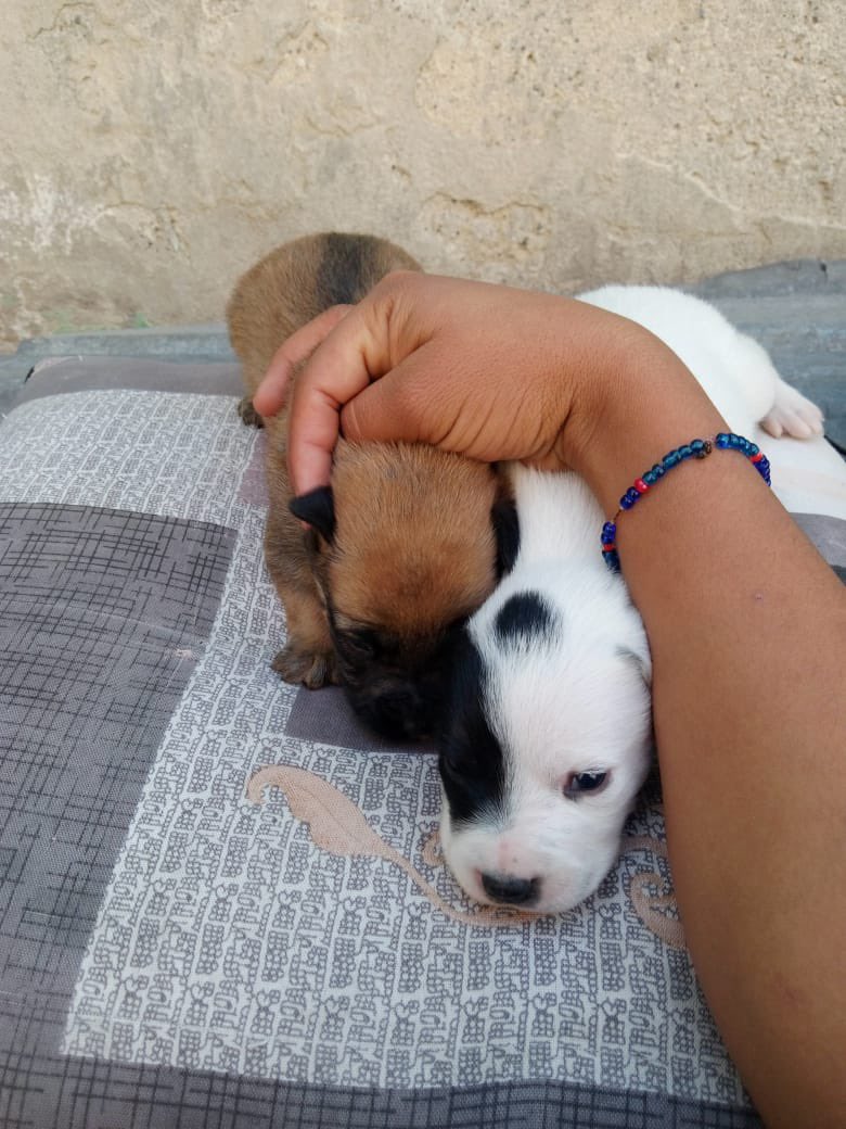 Alina_Gag's tweet photo. La situación es esta: estoy completamente rebasada. No hay forma de que pueda recibir a estos bebés, pero necesitan ayuda de manera urgente porque a lxs pseudo humanxs que lxs tienen les urge deshacerse de ellxs

Alguien puede recibirles? Para gastos y traslado si puedo aportar https://t.co/QoOYHUZ7Du
