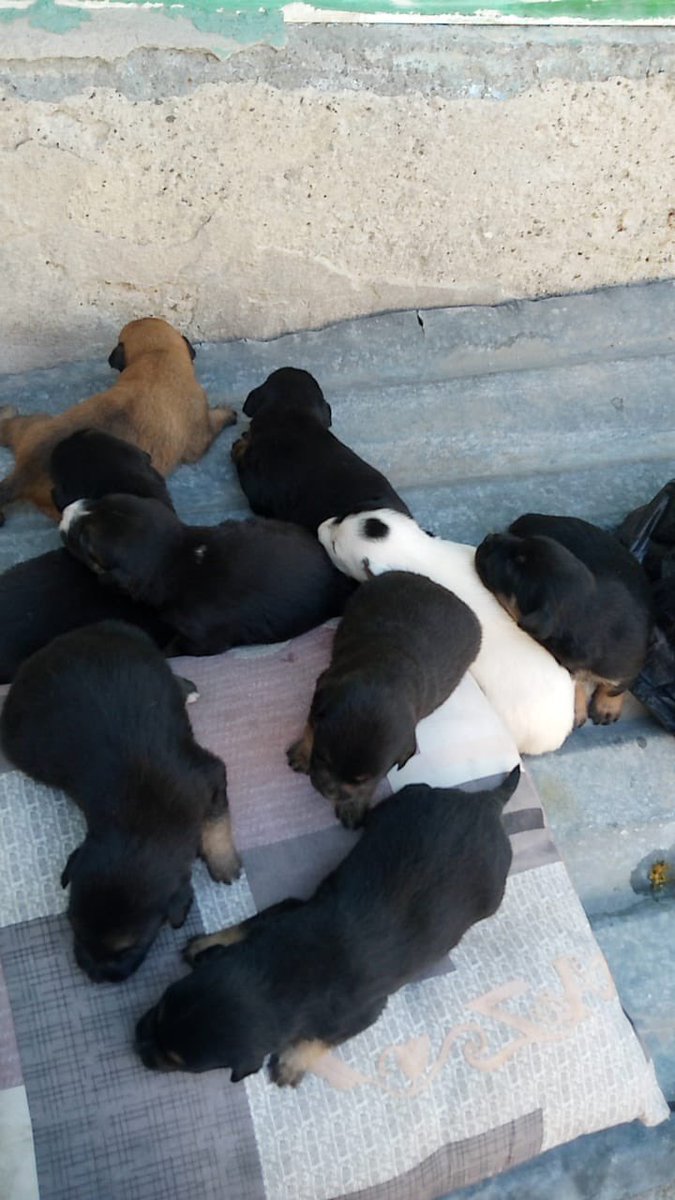 Alina_Gag's tweet photo. La situación es esta: estoy completamente rebasada. No hay forma de que pueda recibir a estos bebés, pero necesitan ayuda de manera urgente porque a lxs pseudo humanxs que lxs tienen les urge deshacerse de ellxs

Alguien puede recibirles? Para gastos y traslado si puedo aportar https://t.co/QoOYHUZ7Du