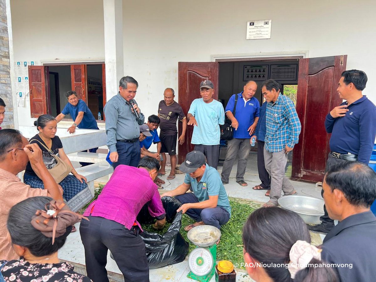FAOLaoPDR's tweet image. 🚨 Lao PDR steps up flood emergency livestock management!🚨
FAO & partners in Savannakhet are advancing disaster preparedness with new guidelines:
✅ Train local govs to manage livestock in floods
✅ Help communities evacuate animals
✅ Ensure feed security with silage