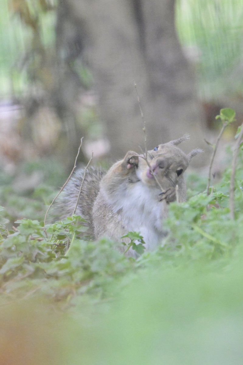 chikuwa_0412's tweet photo. 芽吹いてきた新芽をもぐもぐ

#東武動物公園
#ニホンリス https://t.co/lMABmY3cm6