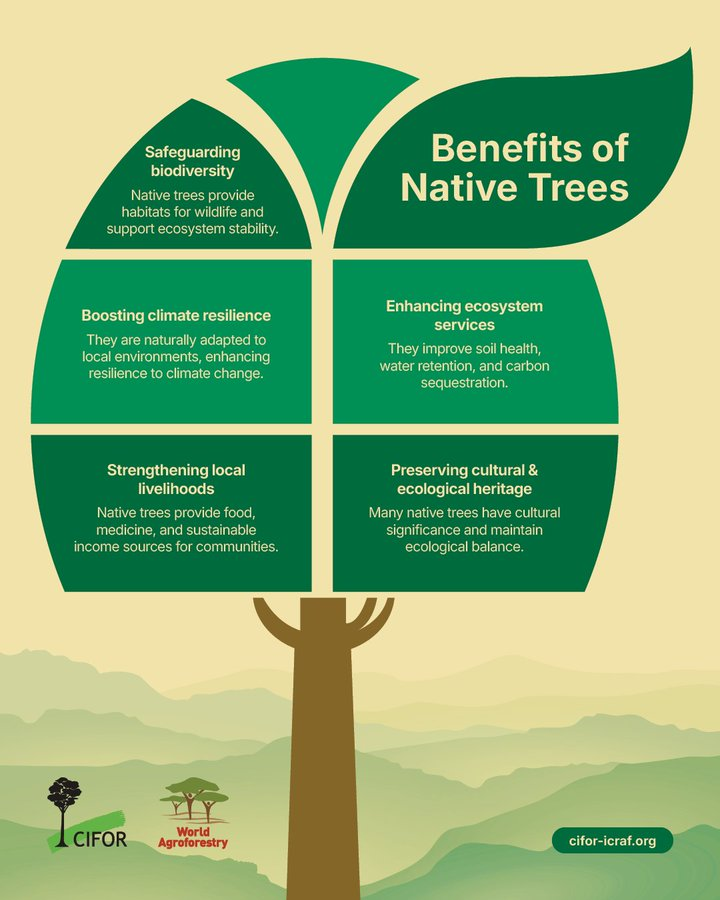 UNBiodiversity's tweet photo. 🌳Why do native trees matter?

They safeguard biodiversity, boost climate resilience, enhance ecosystem services, support livelihoods, and preserve cultural heritage.

Learn more about the benefits of native tree species⬇️https://t.co/ftPxEB44nY

via @CIFOR_ICRAF https://t.co/NjQkd19G6M