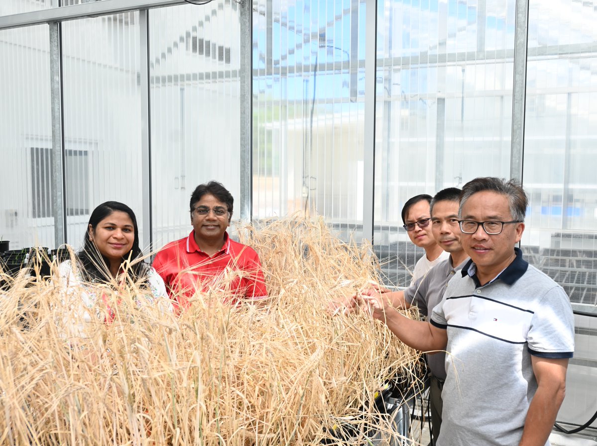Murdoch's Centre for Crop & Food Innovation & SABC (@mu_ccfi_biotech) on Twitter photo Proud to share that an international team of researchers from <a href="/MurdochUni/">Murdoch University</a> and <a href="/DPIRDWA/">DPIRDWA</a>'s Western Crop Genetics Alliance, <a href="/MU_CCFI_Biotech/">Murdoch's Centre for Crop & Food Innovation & SABC</a>, Beijing Academy of Agricultural and Forestry Sciences and other international institutions have unveiled the first chromosome-scale genome of Proud to share that an international team of researchers from <a href="/MurdochUni/">Murdoch University</a> and <a href="/DPIRDWA/">DPIRDWA</a>'s Western Crop Genetics Alliance, <a href="/MU_CCFI_Biotech/">Murdoch's Centre for Crop & Food Innovation & SABC</a>, Beijing Academy of Agricultural and Forestry Sciences and other international institutions have unveiled the first chromosome-scale genome of