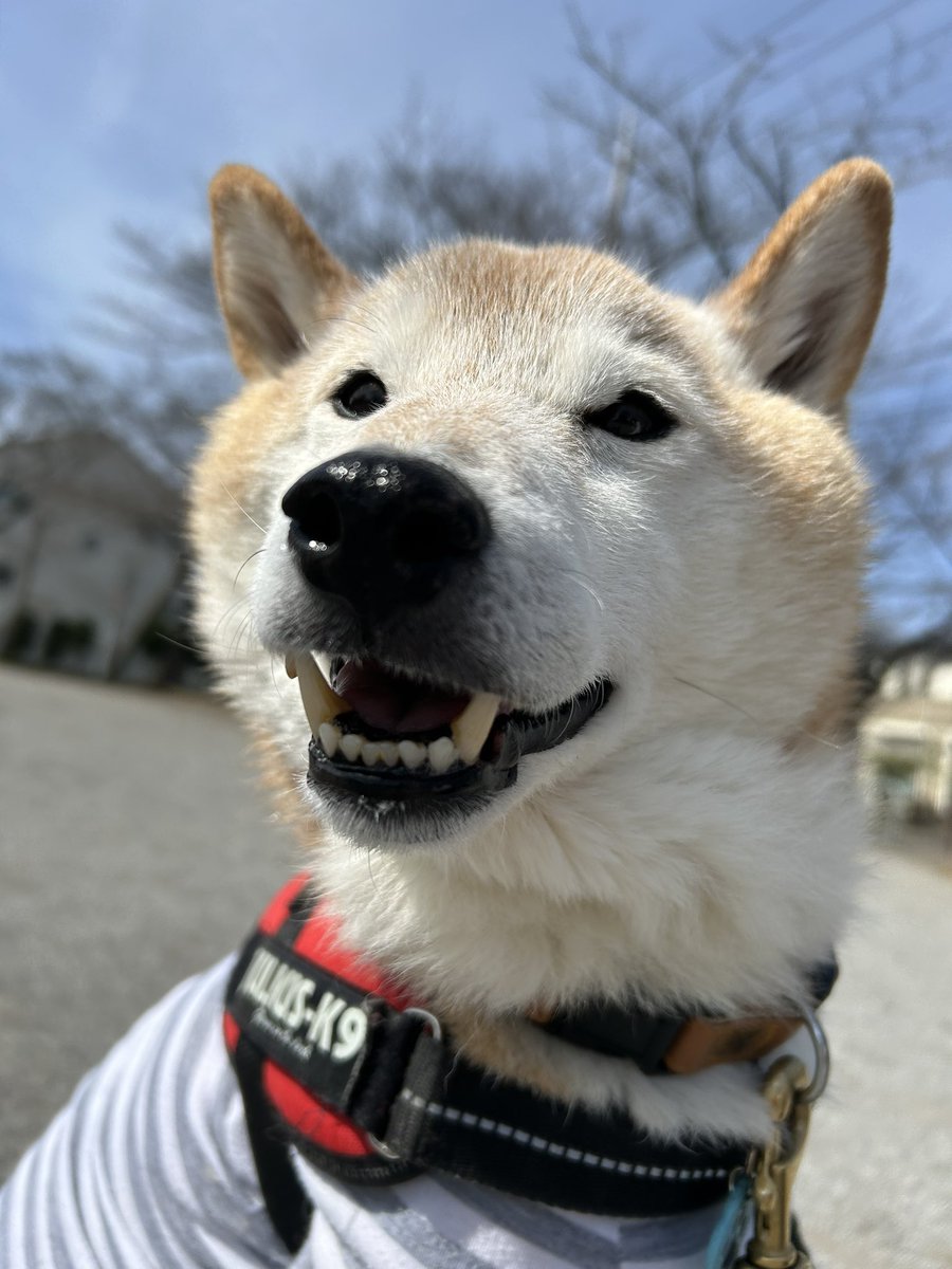 ぽてと (@poteto0205) / Posts / X