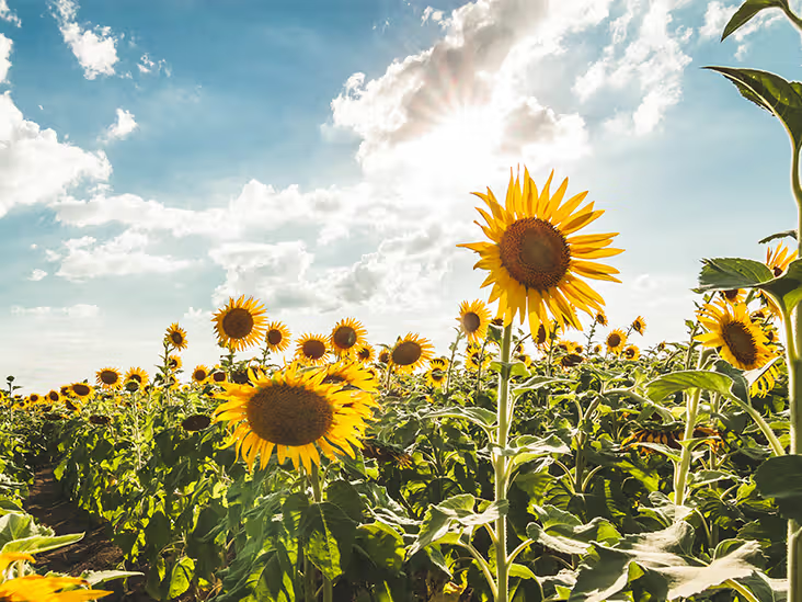 SUNFLOWER 🌻 tweet media