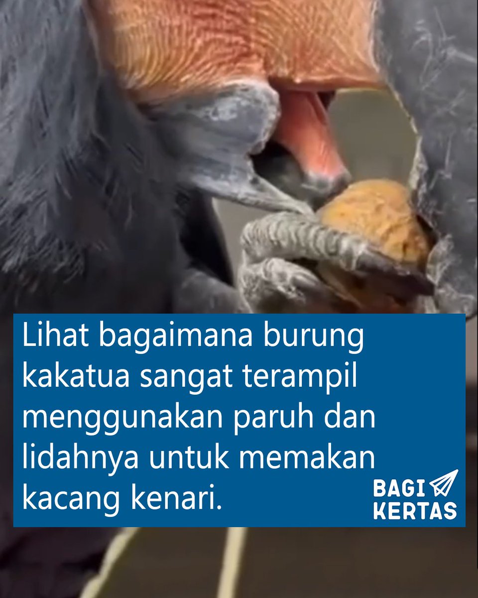 Bagi Kertas tweet media