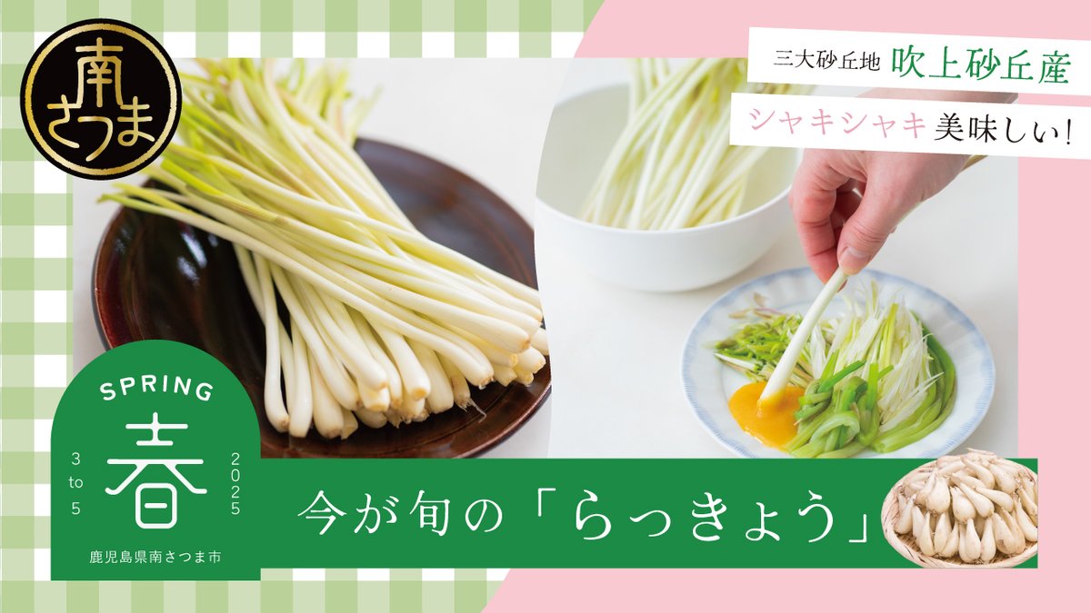 furusato_ms's tweet photo. 鹿児島県南さつま市ふるさと納税の「旬」！
三大砂丘地・吹上浜育ちのらっきょうが収穫を迎えています。
水はけのよい砂地で育ったシャキシャキとしたらっきょうは、生で食べても自慢のおいしさです。

【楽天ふるさと納税】
https://t.co/QVjTz0yw1i

【ふるさとチョイス】
https://t.co/5kWe7KBPAs https://t.co/GrPrQH6yHx