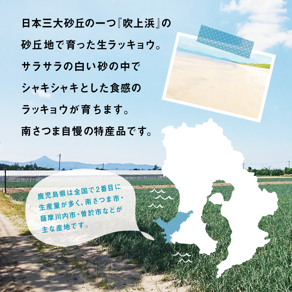 furusato_ms's tweet photo. 鹿児島県南さつま市ふるさと納税の「旬」！
三大砂丘地・吹上浜育ちのらっきょうが収穫を迎えています。
水はけのよい砂地で育ったシャキシャキとしたらっきょうは、生で食べても自慢のおいしさです。

【楽天ふるさと納税】
https://t.co/QVjTz0yw1i

【ふるさとチョイス】
https://t.co/5kWe7KBPAs https://t.co/GrPrQH6yHx