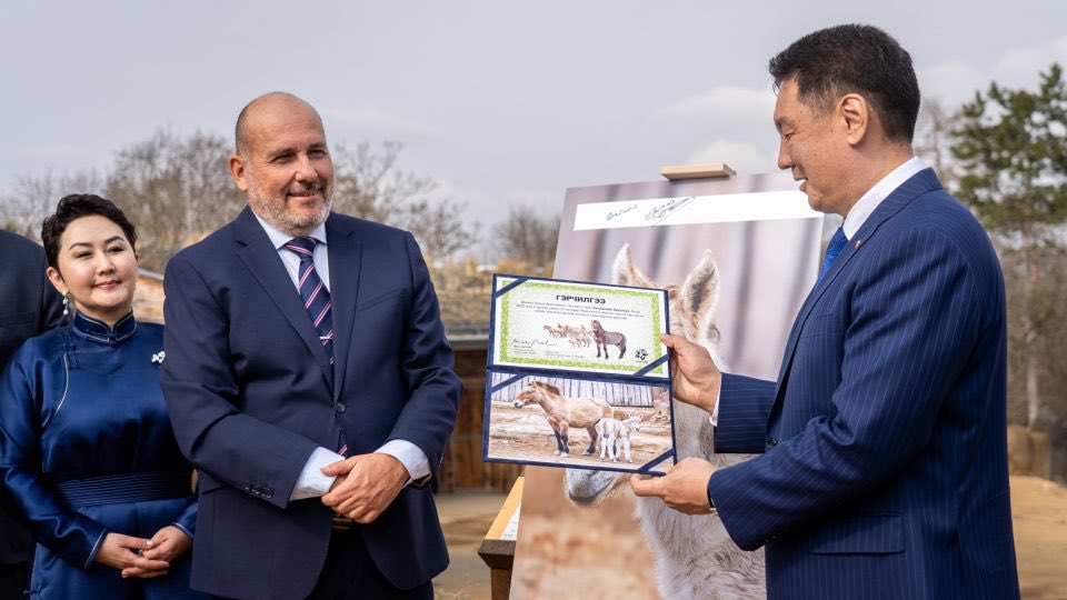 МОНГОЛ УЛСЫН ЕРӨНХИЙЛӨГЧ ПРАГЫН АМЬТНЫ ХҮРЭЭЛЭН ДЭХ ШИНЭ ТАХИЙН УНАГАНД НЭР ӨГӨВ. Дагинатай очиж уулзаарай ♥️.
Мөн Монголын зүүн хэсэгт тахь нутагшуулах төслийн явцын талаар бид дэлгэрэнгүй ярилцлаа. 🇨🇿🐎🇲🇳 
📷<a href="/prague_zoo/">Prague Zoo</a>