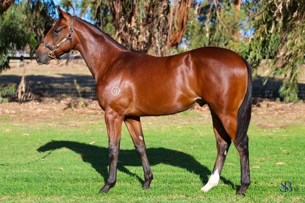 ANZ Bloodstock (@anz_news) on Twitter photo LOT 167 - <a href="/bevanbloodstock/">Bevan Smith</a> goes to $100,000 to land the <a href="/VineryStud/">Vinery</a> ALL TOO HARD colt from the draft of <a href="/SullivanBloods1/">Sullivan Bloodstock</a> 👌
A great NZ pedigree, the colt is closely related to PROVENCE & DAMASK ROSE 🌹
<a href="/mmsnippets/">Magic Millions</a> LOT 167 - <a href="/bevanbloodstock/">Bevan Smith</a> goes to $100,000 to land the <a href="/VineryStud/">Vinery</a> ALL TOO HARD colt from the draft of <a href="/SullivanBloods1/">Sullivan Bloodstock</a> 👌
A great NZ pedigree, the colt is closely related to PROVENCE & DAMASK ROSE 🌹
<a href="/mmsnippets/">Magic Millions</a>