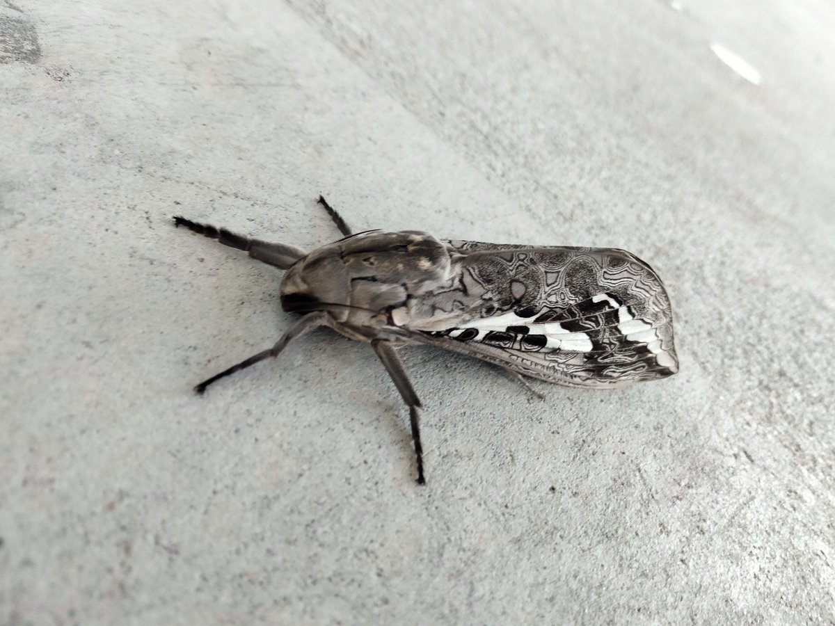 Rain moth shame it didn't bring any rain with it !