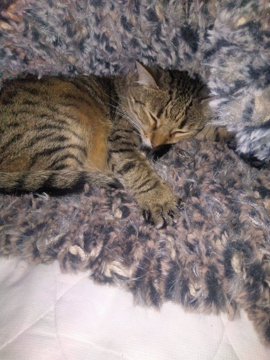 Koda is my sleeping beauty 😍