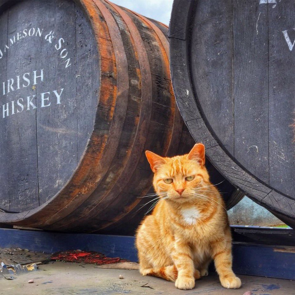 Wishing a very happy St Patrick’s Day to all of my friends celebrating in Ireland and around the world, especially O’Larry who’s the guard cat at Jameson: