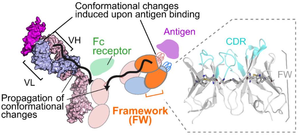 Josef Ng (@josefng1) on Twitter photo Another preprint <a href="/FraternaliLab/">Fraternali Lab</a>: We explored how the antibody framework (i.e. parts of variable region away from Ab-Ag interface) can be exploited to fine-tune antibody effector functions. V enjoyable in vitro/in silico collab <a href="/ffrancafrat/">franca fraternali</a> <a href="/SophiaKaragiann/">Sophia Karagiannis</a> biorxiv.org/content/10.110… Another preprint <a href="/FraternaliLab/">Fraternali Lab</a>: We explored how the antibody framework (i.e. parts of variable region away from Ab-Ag interface) can be exploited to fine-tune antibody effector functions. V enjoyable in vitro/in silico collab <a href="/ffrancafrat/">franca fraternali</a> <a href="/SophiaKaragiann/">Sophia Karagiannis</a> biorxiv.org/content/10.110…