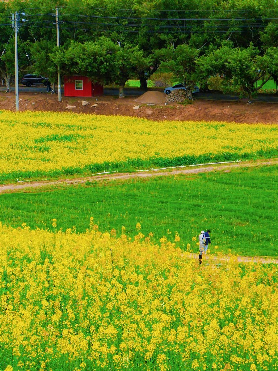 QuanzhouEN's tweet image. Look! These rapeseed flowers swaying in the wind! Springtime in Quanzhou is just stunning!🌸🍃 #BeautifulSpring #Quanzhou @ChineseEmbinUS @HolaFujian @xuejianosaka