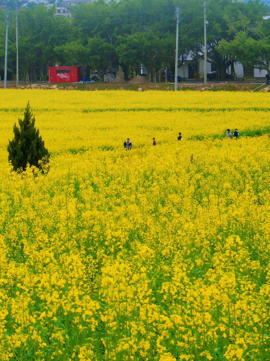 QuanzhouEN's tweet image. Look! These rapeseed flowers swaying in the wind! Springtime in Quanzhou is just stunning!🌸🍃 #BeautifulSpring #Quanzhou @ChineseEmbinUS @HolaFujian @xuejianosaka