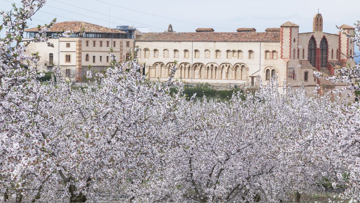 KimArredondo74's tweet photo. Bon dia! La floració tardia d'aquesta varietat d'ametllers, és molt més florida i blanca, produeix més ametlles i minimitza risc per glaçades... #Tarrega
@Vakapiupiu
@TomasMolinaB
@enricagud @gemmapuigf @MeteoMauri @catexperience @SoniaPapell @SergiLoras @jacobpetrus_tve https://t.co/CxFQcGRKB8