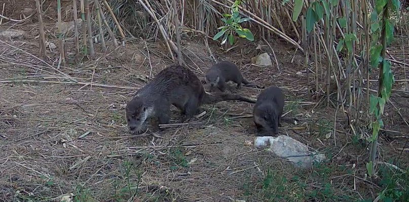 #Nutrias en el #RioSegura 
😍 Como nos gusta ver que Mamá Nutria 🦦 y sus dos crías recorren el hábitat que recuperamos para ellas en el #ProyectoPartior 🏞️ de #ThaderLutra , combatiendo a la caña Arundo Donax 🌾 #EEI y repoblando con bosque de ribera autóctono 🌳🪾 #ripisilva