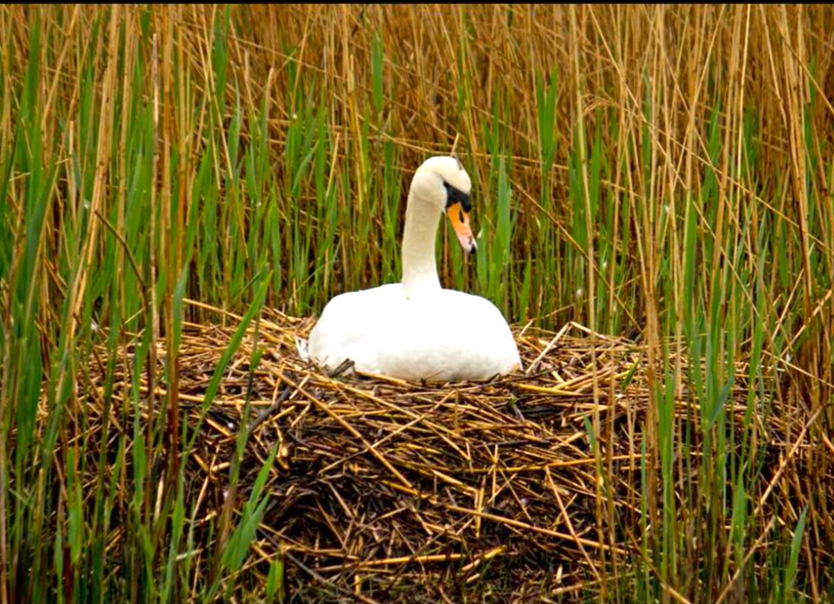 We're coming into Nesting season on Longholme lake! Be aware if walking dogs or with small children. The local swans are lovely, but they will defend larger areas of territory this time of year and rightfully need their space. Please be considerate.