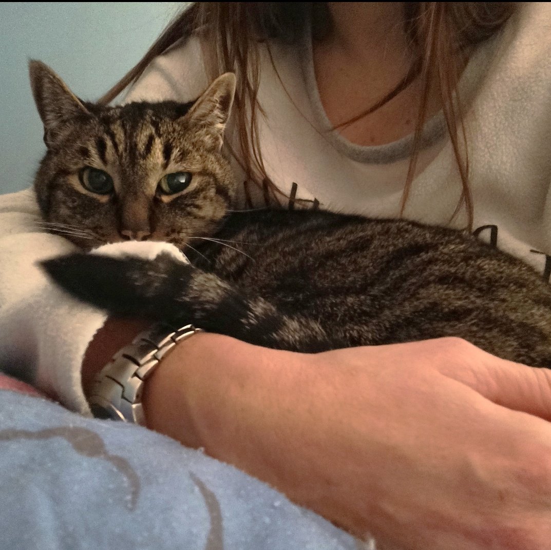 Este señorito es Jony, un gatito de 17 años muy hablador, cariñoso, pero sin excesos y muy muy juguetón y curioso
La Asociación La Gatera de Madrid busca a una familia que quiera adoptar responsablemente a Jony y le ofrezca un hogar en Segovia (o Madrid) a este gato de 16 años.