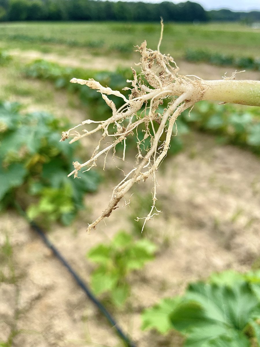 NEMATODE MONDAY: Early development of galls on squash roots caused by southern Root-knot nematode (Meloidogyne incognita). The galling disrupts normal root function &amp; will become more severe as the season progresses. Note  the yellow stunted plants in background #Nematode #SON