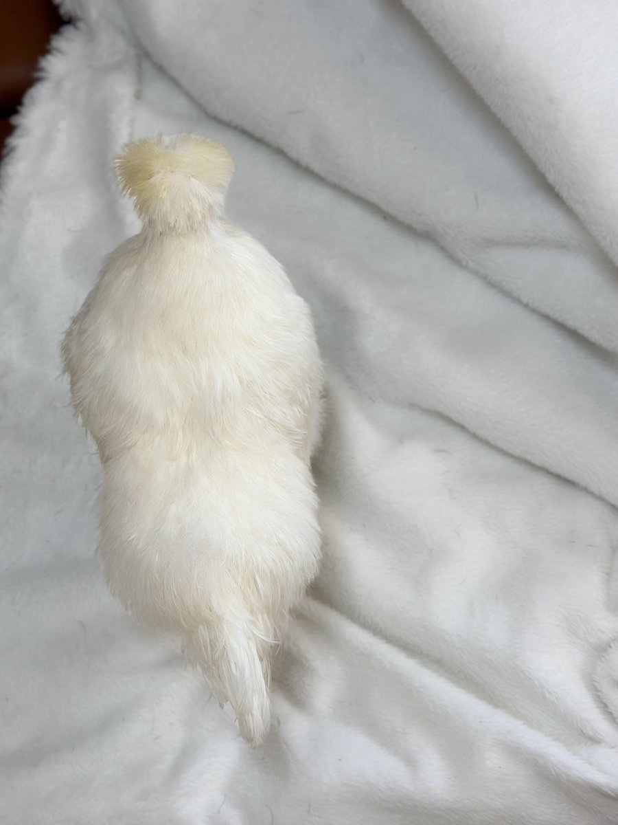 とんかつ tweet media