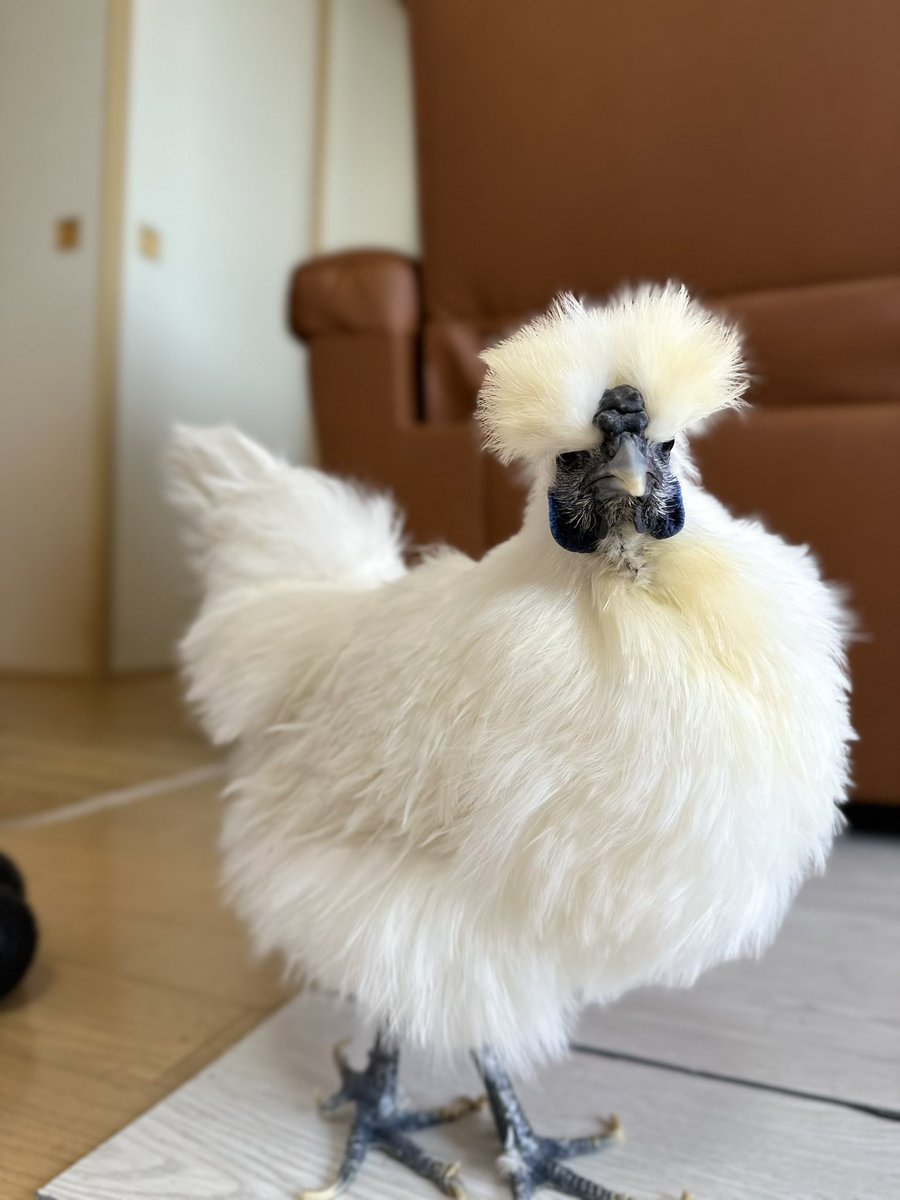 とんかつ tweet media