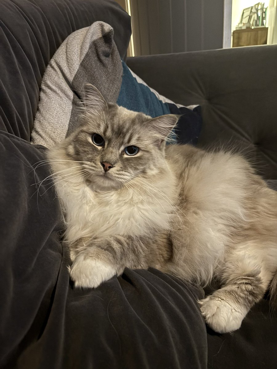 Good morning #teacher5oclockclub and happy Monday! Start of week 4 for me and I don’t think baby Bella wants me to go to work! Have a great Monday all 🫶🏻 #edutwitter #teachertwitter #Teachersof𝕏