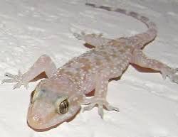 منور طال عمرك 

كيوت يومنه صغير 😍😍