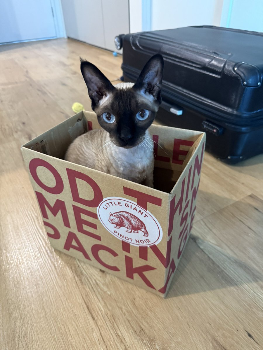 Blinky Bill tweet media