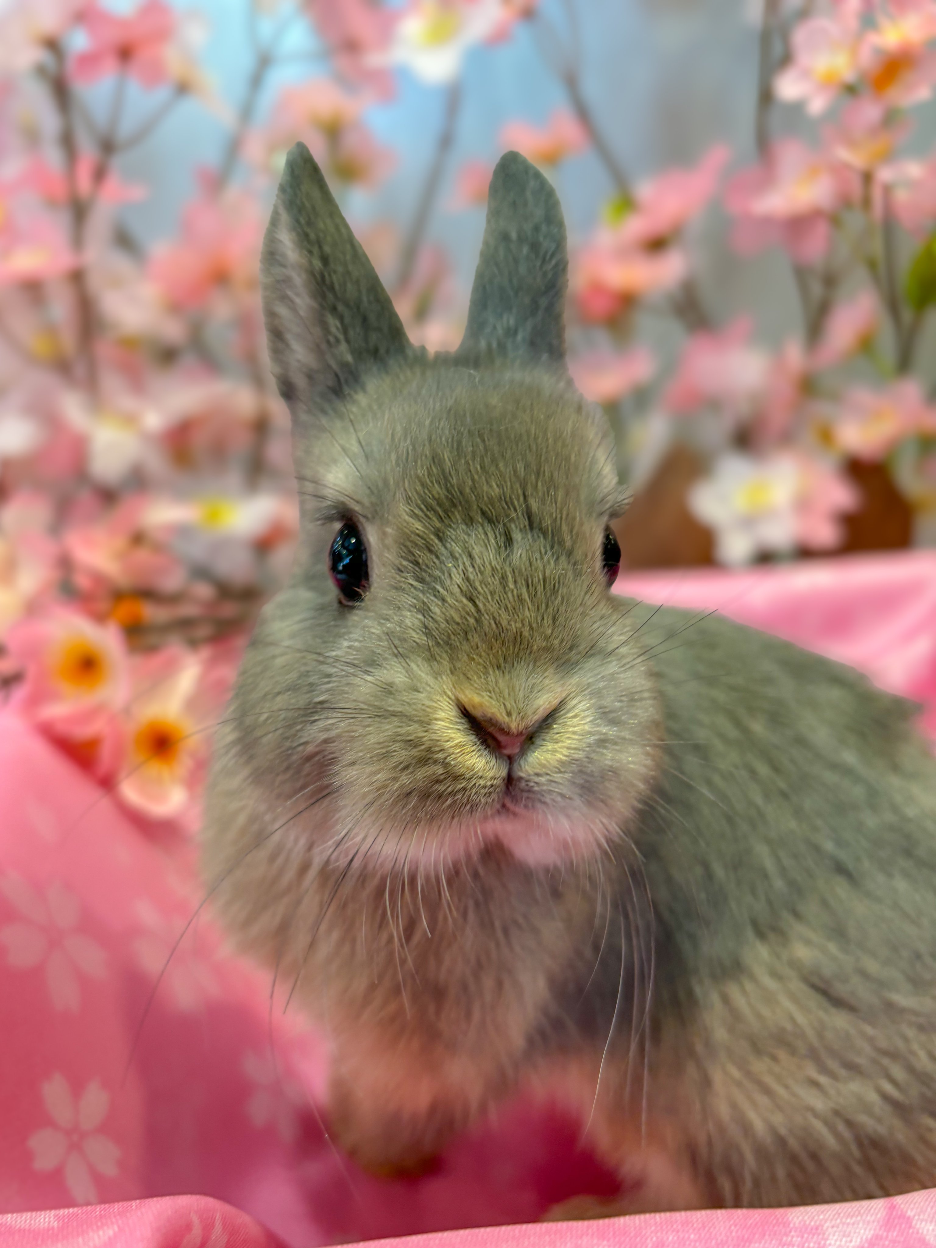 うさぎ すのこ 小動物 ケージ マット 4枚セット 厚さ3cm 丸穴