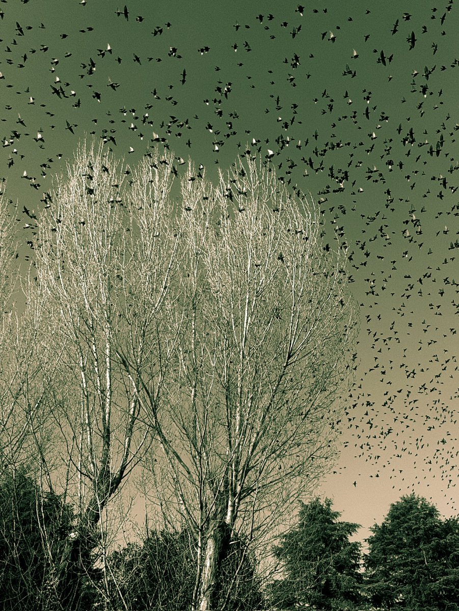 Stand tall, like a tree on a hill Strong, though the world trembles around you.  Sensation is medicine, words are wings,  Fly high, reach distant hopes, In your chest,  light a small fire,  Be light, even though the night closes. 
        🤍Good Morning Beautiful Friends🤍