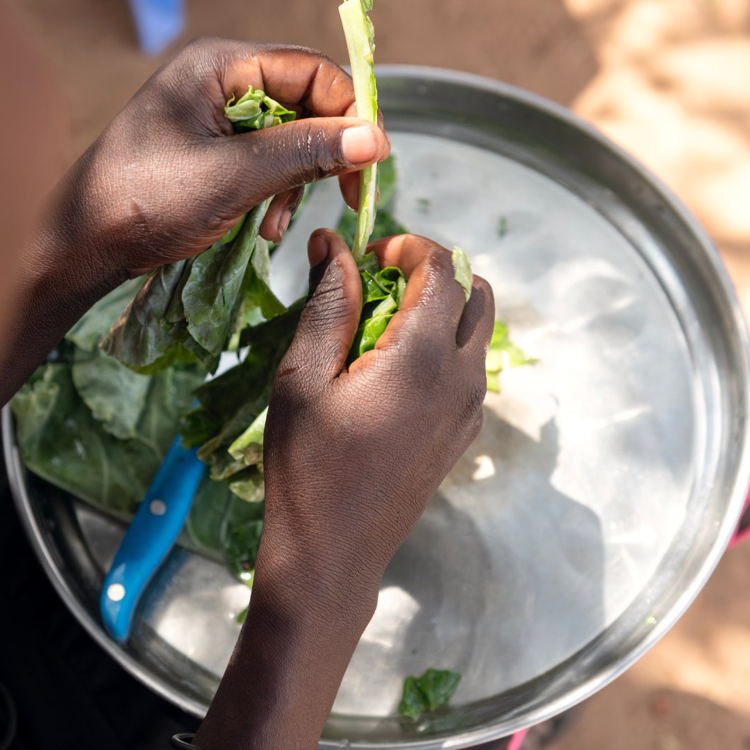 WFP in Kenya (@wfp_kenya) on Twitter photo Malnutrition is life-threatening – its leading causes are food scarcity and poor diets. balanced meal, rich in carbs, proteins, and 🥗 vitamins is the needed cure.
In Kenya 🇰🇪, <a href="/WFP/">World Food Programme</a> is teaching communities to use 🥦local ingredients to treat and prevent malnutrition among Malnutrition is life-threatening – its leading causes are food scarcity and poor diets. balanced meal, rich in carbs, proteins, and 🥗 vitamins is the needed cure.
In Kenya 🇰🇪, <a href="/WFP/">World Food Programme</a> is teaching communities to use 🥦local ingredients to treat and prevent malnutrition among