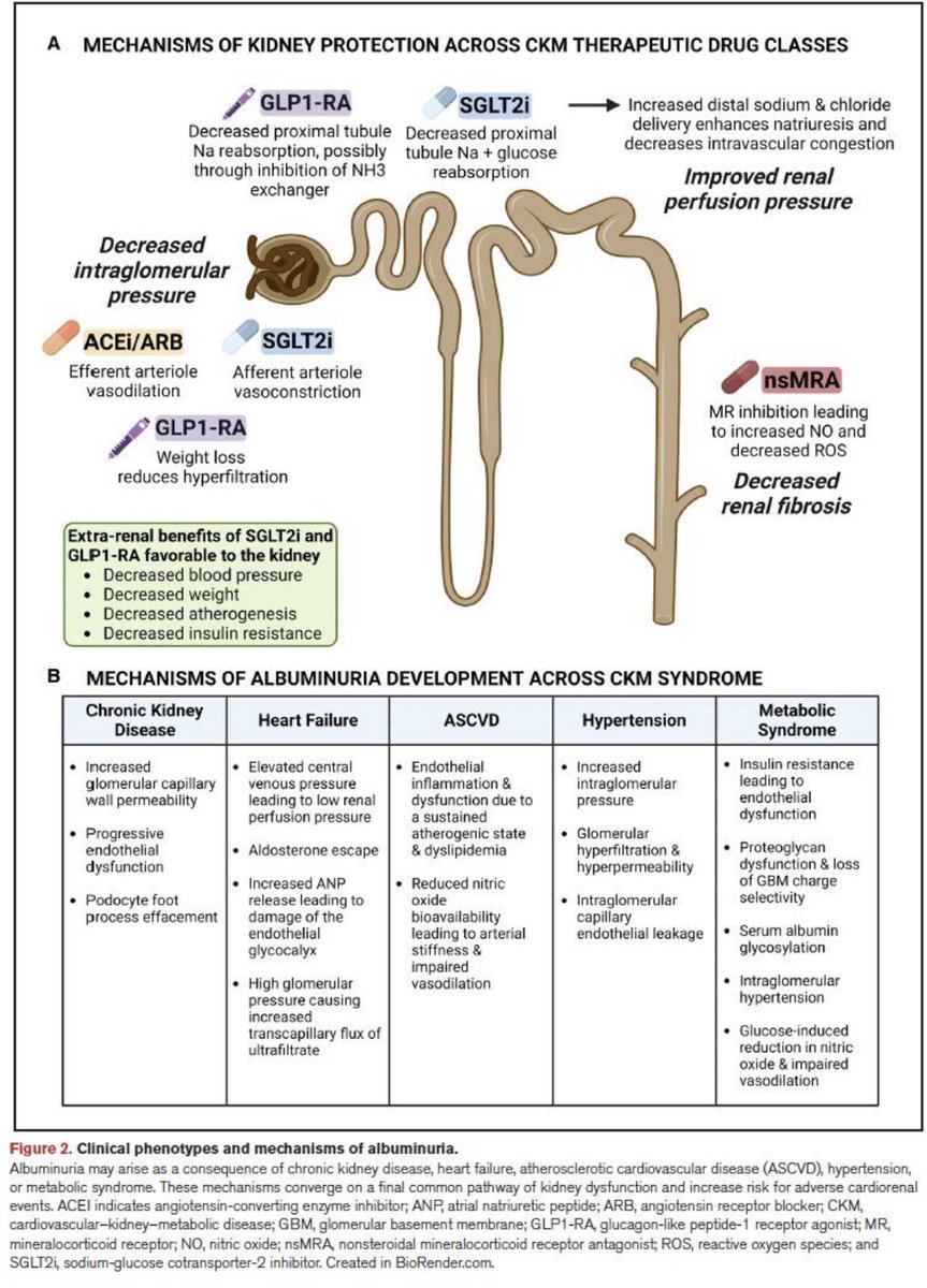 La #albuminuria, parámetro de fácil medición y que aporta más información vital que casi ningún otro, cuando hablamos de salud #cardiovascular.❤️

Este paper, estado del arte del marcador de disfunción endotelial y daño cardiorrenal, es un must.🔖

👇👇👇

ahajournals.org/doi/epub/10.11…