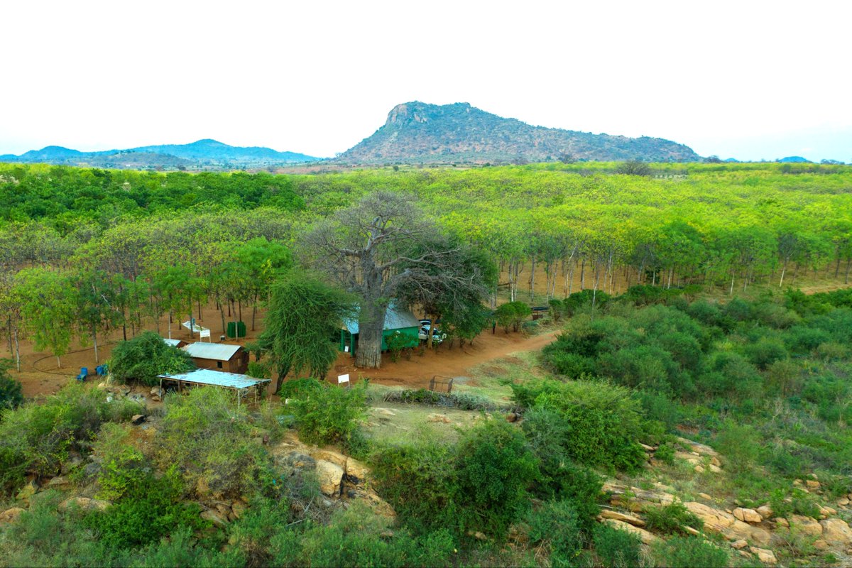 BetterglobeF's tweet photo. Transformation: BGF Kiambere Plantation
From barren land to a thriving Melia volkensii forest!
Restoring nature, enriching soil, supporting communities. Power of sustainable forestry
#SustainableForestry #MeliaVolkensii #ClimateAction #GreenFuture #BeforeAndAfter #Transformation https://t.co/FA2bKDSq01