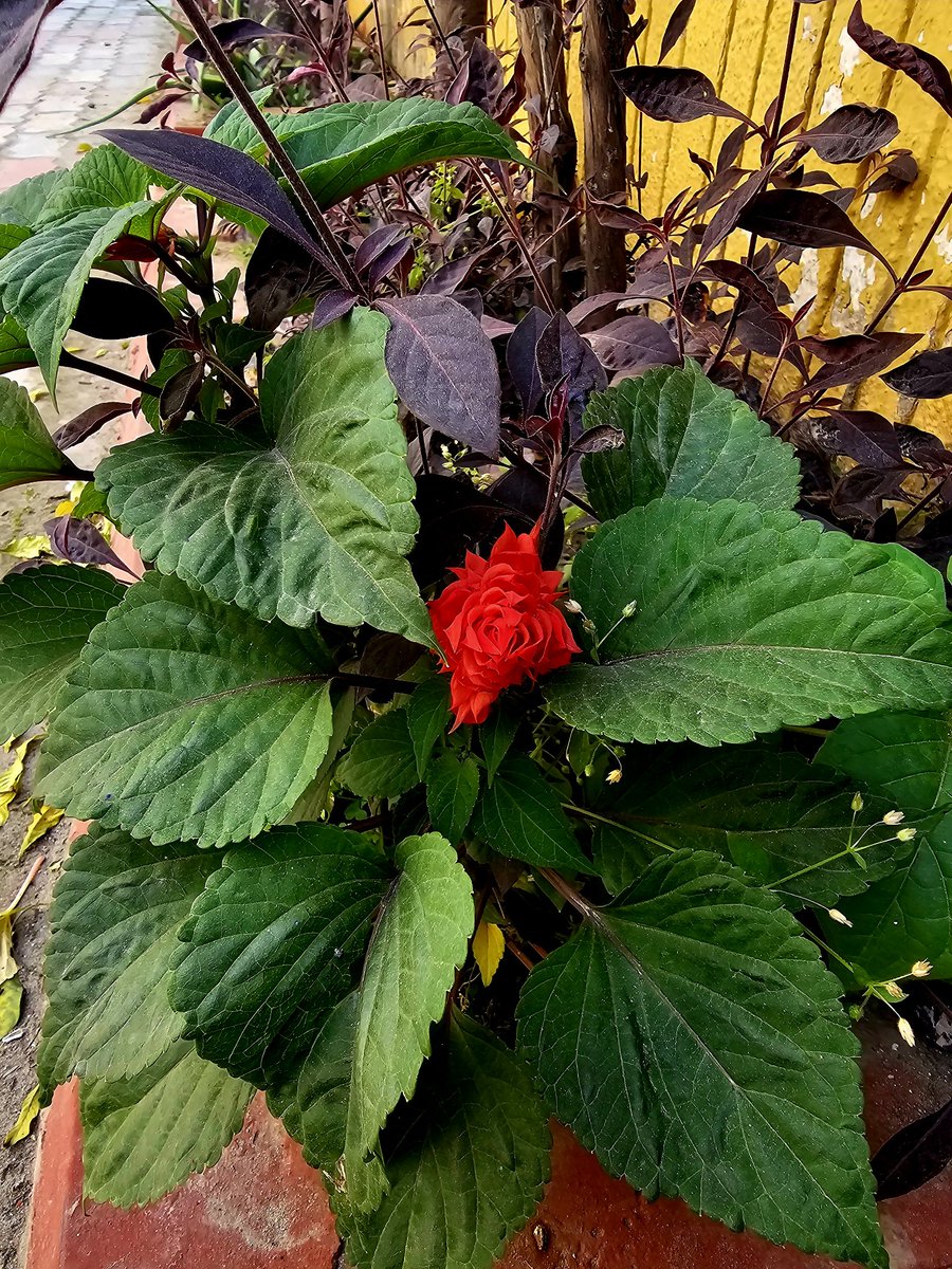 Ambarseriya's tweet photo. Share your flower photographs !
@Theme_pic_India https://t.co/Mfm3n23k8U