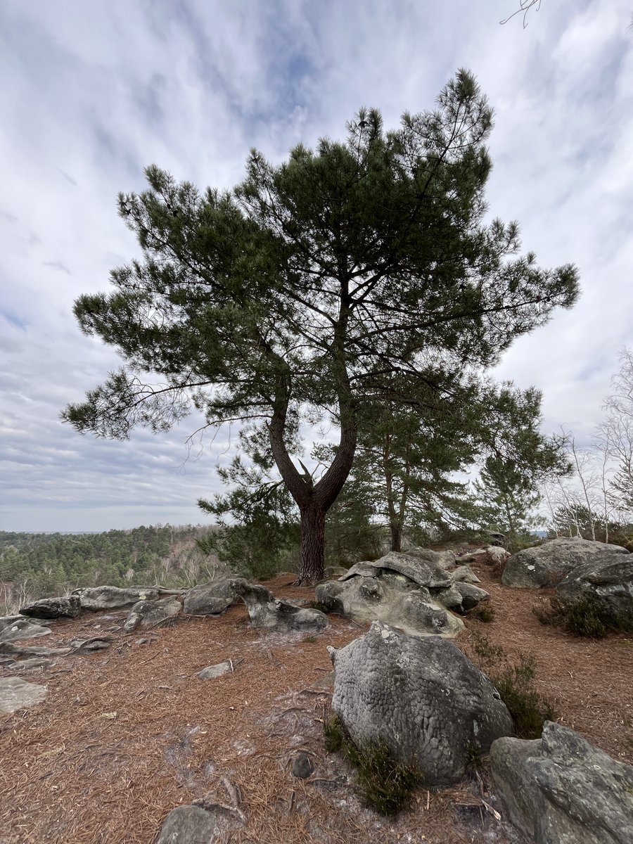 gillespaveau's tweet photo. Trois Pignons - Belvédère #bleau https://t.co/xJi6nxYXFx