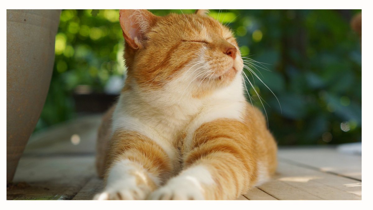 感受性が高い人は、他人の感情を自分のことのように感じてしまう。だから、大勢の人がいる場では、気づかないうちに情報過多になり、脳が疲れてしまう。でも、その共感力を活かしながら、心地よく過ごすには「心と体のケア」が必須。意識的に「安心できる」時間を確保することが大切だよ♪